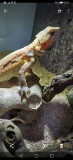 Verkaufe 2 Bartagamen mit riesigem Terrarium und gesamten Zubehör