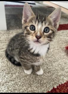 Wunderschöne und verschmuste Bengal-Kitten