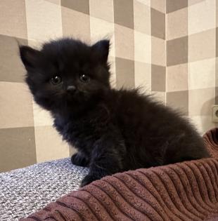 Süße verschmuste Britisch Kurzhaar, Britisch Langhaar und mix Kitten Katzenbabys aus liebevoller