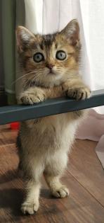 BKH kitten