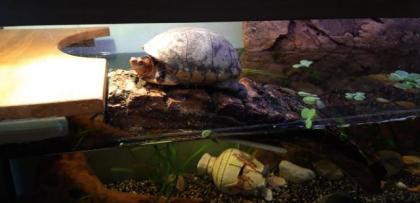 Verkaufe Rotwangenklappschildkröte mit Becken und viel Zubehör