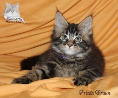 Maine Coon Babys suchen Familienanschluss