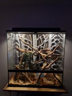 Drei Kornnattern ungefähr 2 Jahre alt. Mit Terrarium und Technik