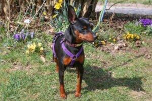 PRIMA PETZY - weiblich 3 Jahre 26 cm 3 kg Rehpinscher Gechipt Kastriert