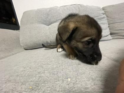 11 Süße Malinois Welpen suchen ein neues Zuhause