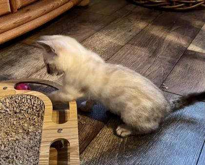 Snow Bengalen aus liebevoller Zucht mit TICA-Stammbaum - nur noch 2 zu haben