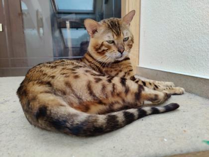 Schmuse zum Liebhaben Bengal Kater mit Stammbaum geimpft, gechipt entwurmt