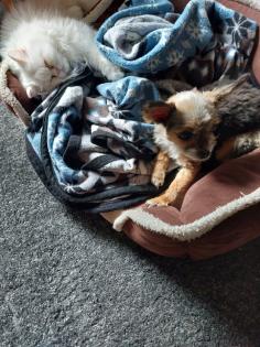 2 kleine Persa Katzen zuverkaufen