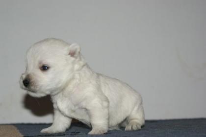 Westie Welpen zu verkaufen