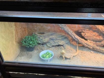 Bartagame mit Terrarium