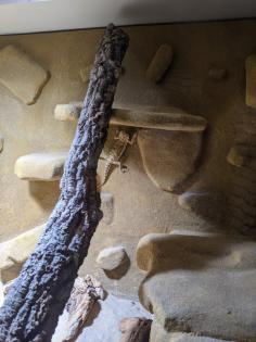 Pogona henrylawsoni Zwergbartagame abzugeben
