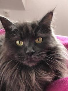 Suche Deckkater Main Coon