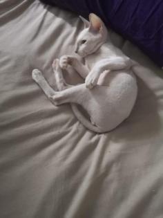 Peterbald