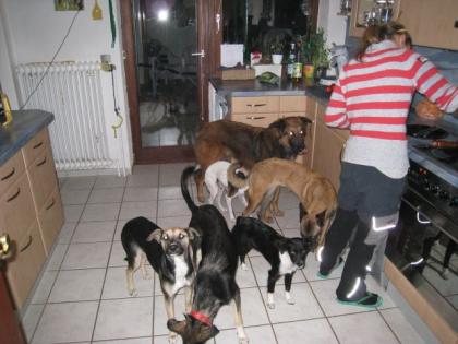 Hundeschule tierpension braucht hilfe