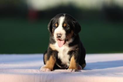 Grosser Schweizer Sennenhund Welpen FCI