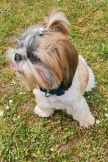 Shih tzu Hündinnen mit Ahnentafeln