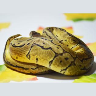 0. 1 Calico Pastel Pinstripe Calico Blast 66 Het Piebald ENZ 06. 22 Königspython