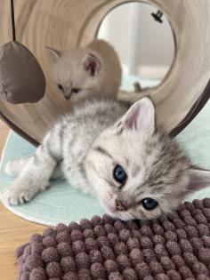 5 Wunderschöne BKH Kitten