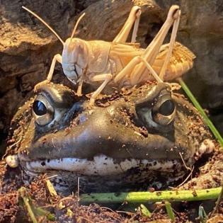 Bufo Alvarius, Nachzuchten