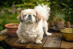 OPI ROCKY - männlich ca. 13 Jahre 20 cm 5. 6 kg Tibet-Spaniel Gechipt Kastriert