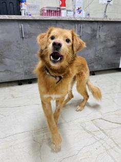 Barnaby ist ein wirklich toller, liebevoller und verträglicher Hund