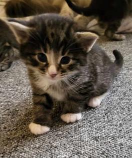 Norwegische Waldkatze Kitten/Baby