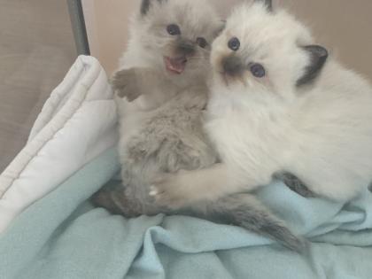 Heilige Birma Kitten traumhafte Schmuser