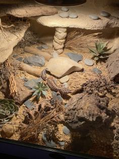 Leopardgecko Weibchen zu verkaufen