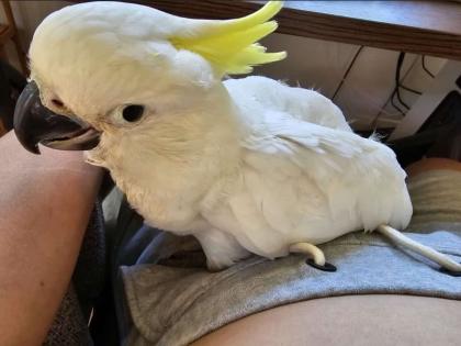 Junge kakadu Hahn mit Papieren