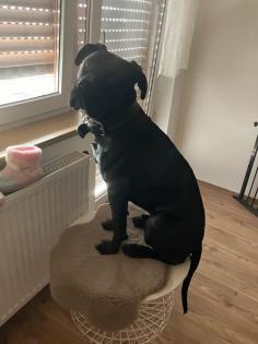 Boxer Mix rüde