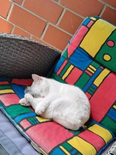 Türkisch Angora/ Bkh Mix 12 monate alt