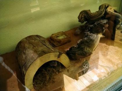 Terrarium mit 4 Leopardengeckos