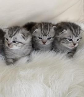 BKH- WHISKAS KITTEN