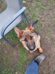 Deutsche schäferhund Welpe