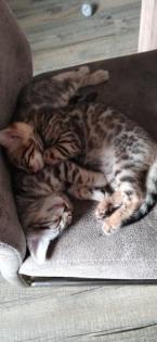 Bengalkitten zu verkaufen