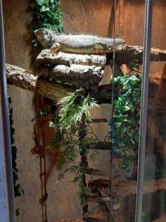 Grüner Leguan Terrarium zu verschenken