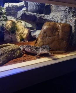 0. 3. Leopardgeckos mit Terrarium und Zubehör
