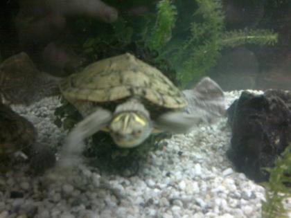 2 Wasserschildkröten Aquarium Zubehör
