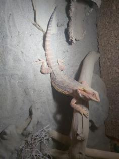 Bartagame und Terrarium mit Zubehör zu verkaufen