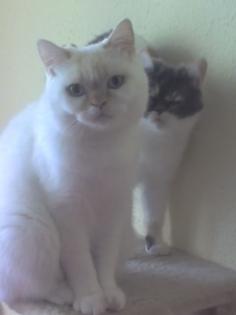 2 Exotic Shorthair nur als Paar abzugeben