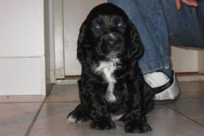 Reinrassiger Schwarzer Cocker Spaniel Rüde