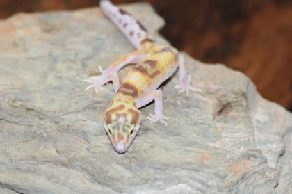 Leopardgecko Super Giant 0. 1