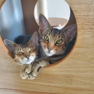 Biete Deckkater / Kater / Katze zum Decken / Deckkatze / OKH / Abessinier