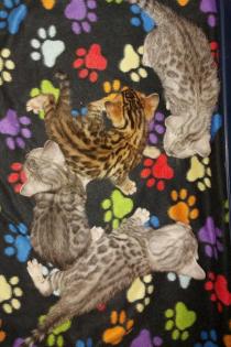 Reinrassige Bengal Kitten