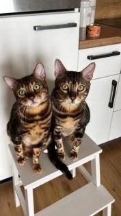 Zwei Bengal Kater Brüder abzugeben