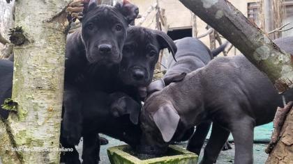 Saupackerwelpen Doggenmix Cane Corso Italiano