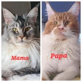 Maine-coon Kitten mit Stammbaum