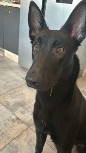 Malinois-Herder Mischling