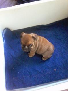 Old Englishbulldogen Frei atmend