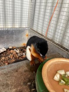 2 Schönhörnchen, Männchen, 1. 5 Jahre-Preis für beide